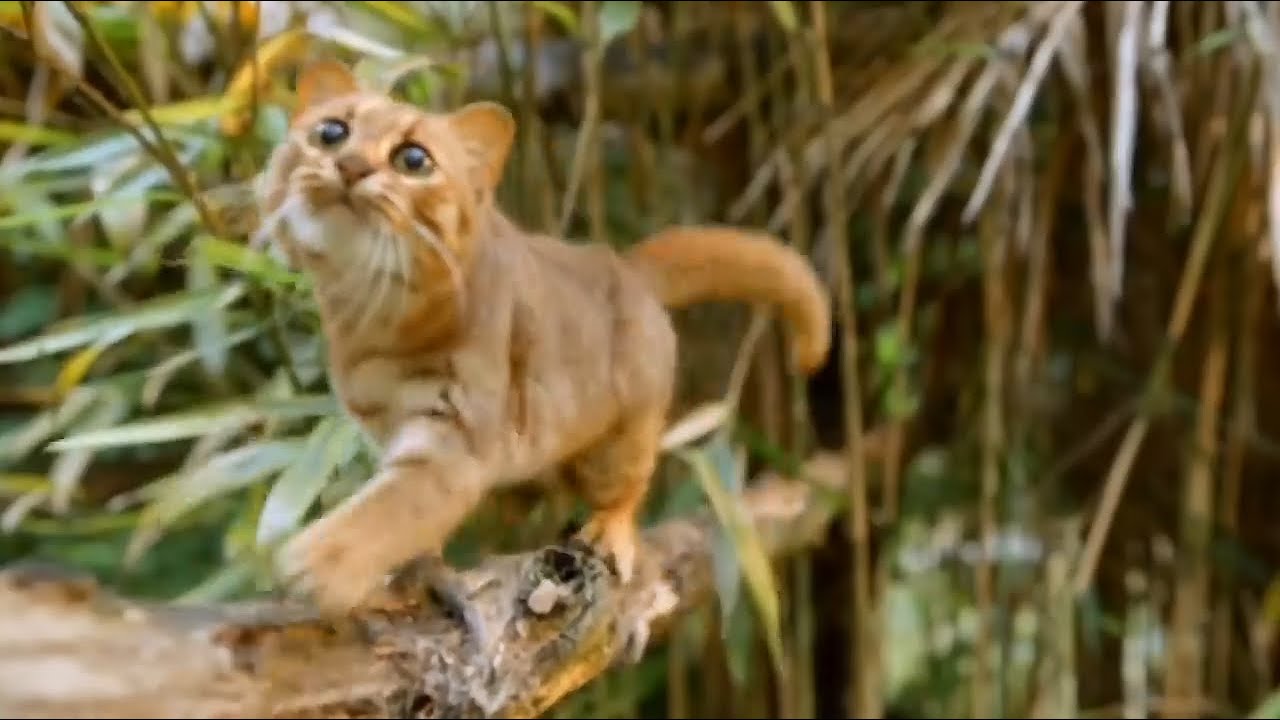 Самая маленькая кошка в мире. Ржавая кошка.