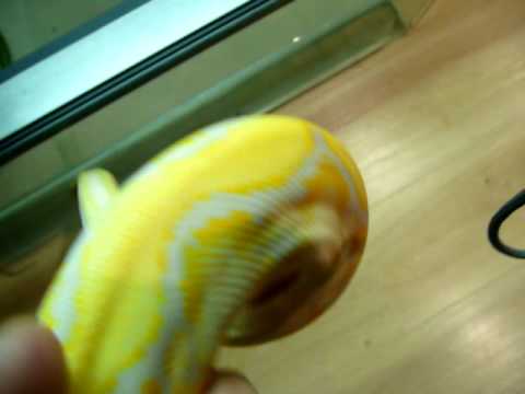 0.1 lavender dwarf reticulated python