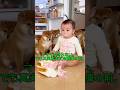 この中に犯人がいる。たぶん、全員。#柴犬 #ショート動画 #かわいい
