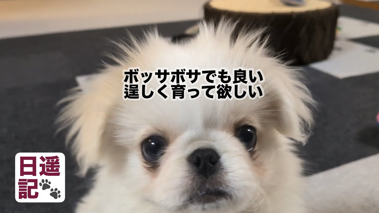 2026年2月14日　遥のマイブームは床のワンコ用シート剥がし❗️