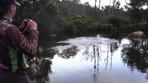 Amazing Topwater Murray Cod Action
