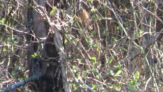 Sharp Shinned Hawk hunting on the ground