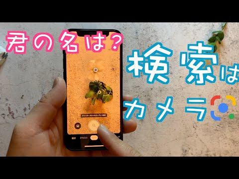 【この花ナニ？】Googleレンズのカメラ検索で！