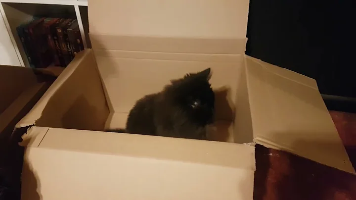 Video 3926221: british longhair black, cat