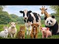 Animal sound for kids???????????? Cute Animal Sound Learn Wild and Farm Animals