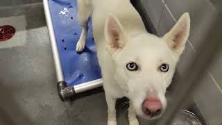 Details acs A677642 Guide
