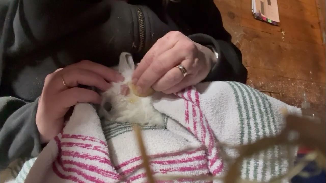 How to Treat Meat Rabbit Nest Box Eye in 2 Easy Steps YouTube