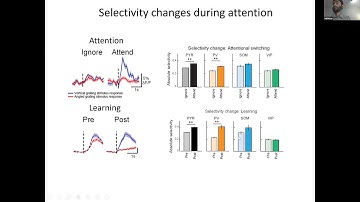 Talk: Learning and attention increase neuronal response selectivity in mouse primary visual cortex …
