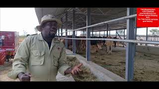 Cattle feedlot in uganda designed for 1600 bulls is now open