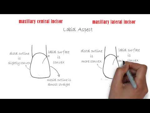 Video: Skillnaden Mellan Maxillary Central Och Lateral Incisor