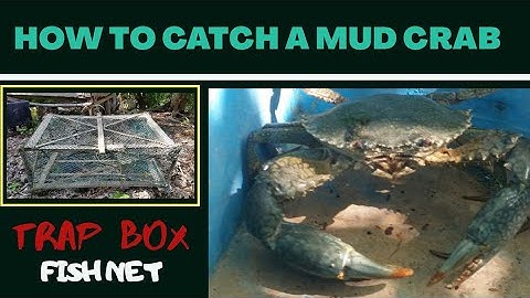 HOW TO CATCH A MUD CRAB | TRAP BOX FISH NET | PART 2 | TRADITIONAL METHOD |