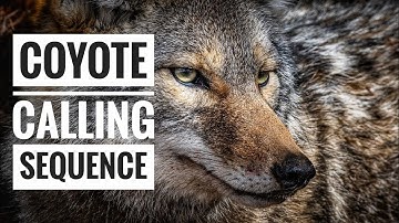 Coyote Calling Sequence //Free//