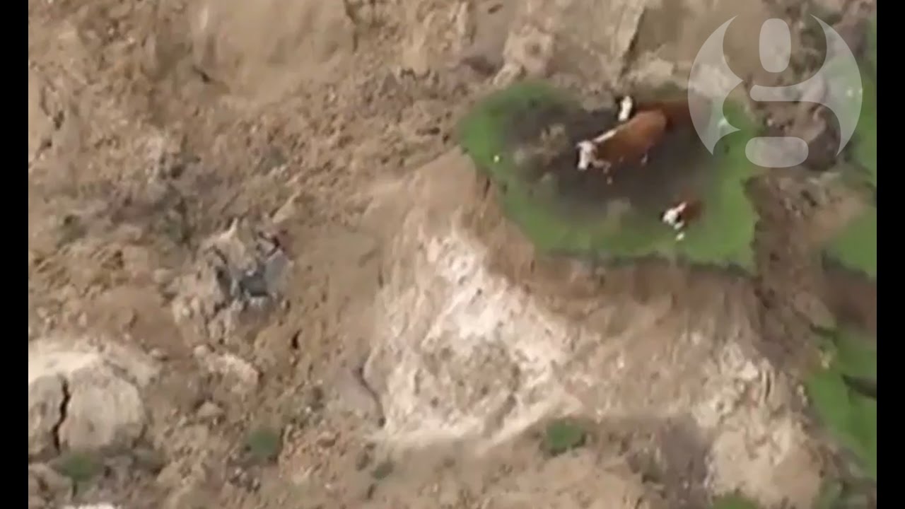 New Zealand cows' owner tells of earthquake rescue