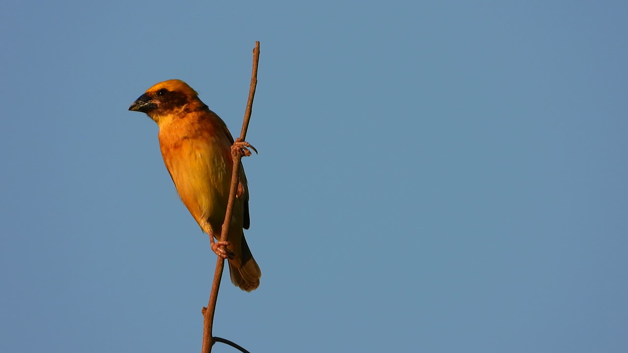 นกกระจาบทอง (Asian Golden-Weaver) 