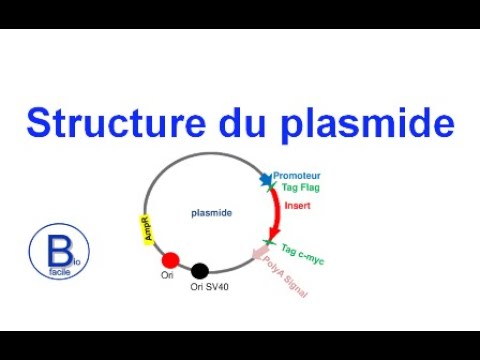Vidéo: Quel est le rôle du plasmide F ?