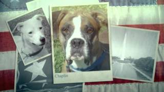 Fee waived adoptions at PAWS of Dearborn County for Veterans