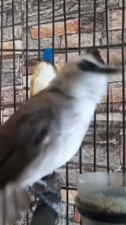 Kicau trucuk ngeropel panjang gacor dor🔥‼️ #burungtrucuk #burungtrucukgacor