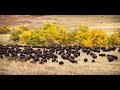 Buffalo Roundup 2017 at Custer State Park