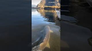🥷❤🔥rugged guys pet fish dangerous monster fishes #tamil #fish #song #facts #news #jo #monsterfish