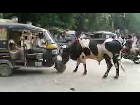 Grumpy Cow Headbutts Front Of Riskshaw - Grumpy Cow Headbutts Front Of Riskshaw