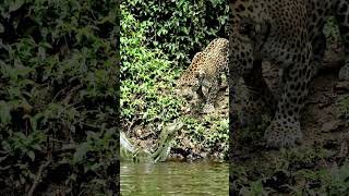 Anaconda vs Jaguar: The Most Dangerous Battle in the Amazon! wildlife documentary 4k