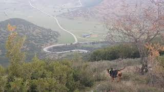 Σήκωμα λαγού. Αίσθηση θήραματος  εμπειρία...