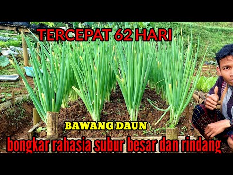 Cara Bikin Daun Bawang