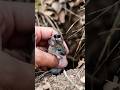 “Watch a Tiny Mouse Reveal a Hidden Underground City 🐭 | Real POV Footage”