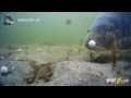 Carpspot Spotcam Digital - die Funkunterwasserkamera für Full HD Aufnahmen