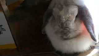 Sunlight shines through glowing Lop Ear of Rayne the Rabbit Bunny Lop Ear! by Rayne Rabbit Adventures 163 views 8 months ago 17 seconds