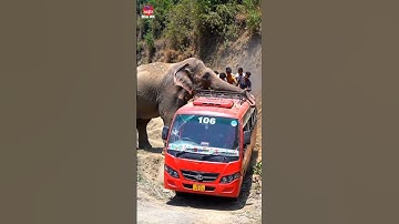😱 Elephant vs. Bus: The Viral Attack Caught on Camera!
