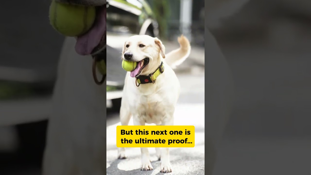 8 Signs Your Dog Actually ADORES You ❤️ #dogowners #dogshorts #pets #yourdog #puppy