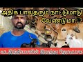 ஒருநாளைக்கு 16 to 21 லிட்டர் தரும் நாட்டுமாடுகள் நேரடி விற்ப்பனை/ highly milk giving cows