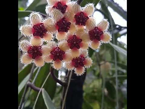 QueenofSulawesi 'Hoya Sulawesiana'
