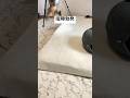 喧嘩勃発 #猫 #cat #癒やされる #猫動画 #子猫 #癒される #保護猫 #癒され #ねこ #愛しい #三毛猫 #かわいい