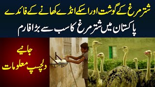 Ostrich Farm in Pakistan  Shutar Murgh Ka Anda 2kg ka hota ha | Shutar Murgh Gosht Ke Kia Faida Ha?