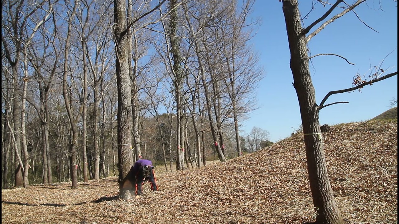 スチールMS261で、クヌギの中径木伐採