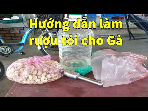 Hướng dân ngâm rượu tỏi cho Gà | Trang Trại An Xuyên | Foci