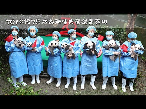 《熊貓主題趴》2019級7只成都新生大熊貓齊亮相 | iPanda熊貓頻道