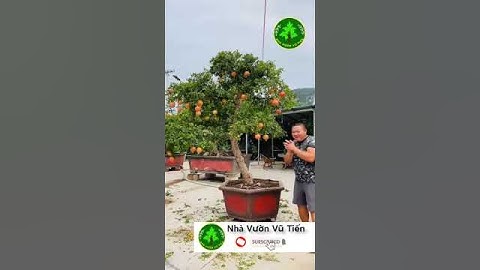1 Cây lựu Cổ Thụ dáng Trực Lắc Cực Kỳ Đẹp| Nhà Vườn Vũ Tiến#shorts