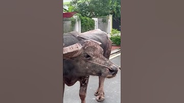 trâu cà cổ cong cặp sừng dài trâu gầy #contrau #contrauduc