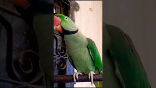 Little Parrot singing|Parrot singing so sweet song amazing Parrot birds shortsvideo shortyoutube