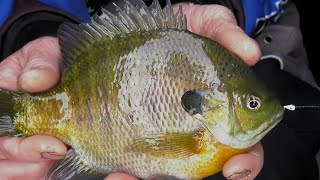 Memancing Ikan Bluegill dengan Penglihatan | Iowa screenshot 4