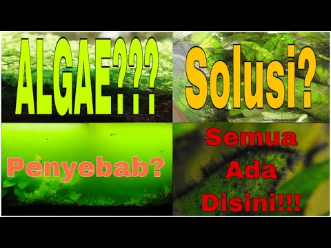 Cara Mengatasi Alga Aquascape | Semua Jenis Algae Aquascape, penyebab, dan Solusi