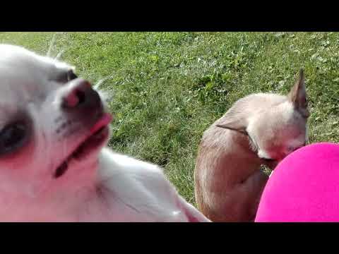Video: Jak Pojmenovat štěně čivavy