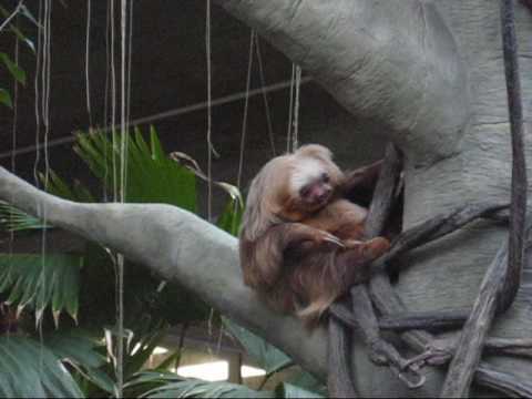 Chloe the Sloth - Marjorie McNeely Conservatory at...