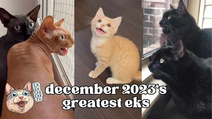 ekekekkekkek compilation - BEST Cat Chirping Chattering of December  2023