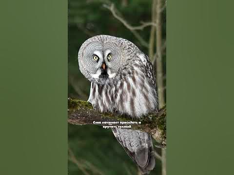 Самая большая сова? Бородатая неясыть//Great grey owl😍 #nature #природа ...