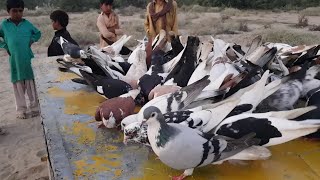 Colourful Parwazi Pigeons Pigeons Sound Pigeons Feedind At Loft Kabootar Bazi In South Punjab 2020