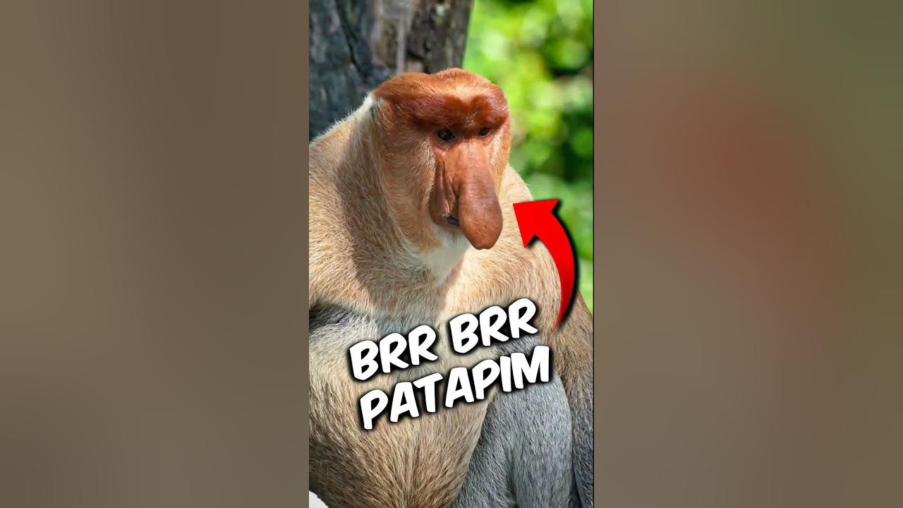 Top 5 Most Terrifying Monkey Sounds ๐ฑ Top 5 Most Terrifying Monkey Sounds ๐ฑ